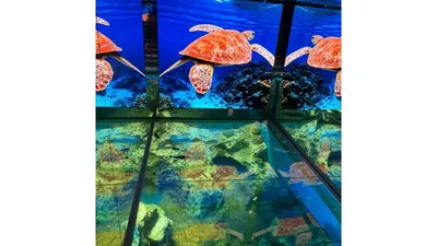 水族館のウミガメの水槽。3歳ごろから自分で生き物を見つけるように