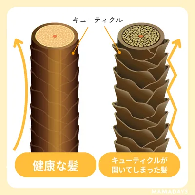 髪がきしむ原因は、髪が傷んでキューティクルが開いているから

