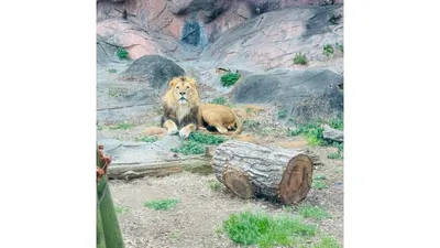 動物園のライオン。年間パスがあれば「今日はこの動物だけ」でも気軽に行けます