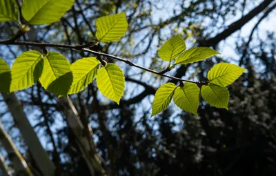 「梓」の意味や由来は?名前に込められる思いや名付けの例を紹介!