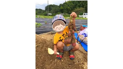 掘って、触って、食べて楽しむ!保育士がすすめる親子の芋掘り体験