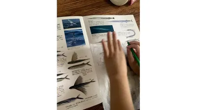 図鑑の魚を1枚ずつ写していく息子。形をよく観察しながらかいています