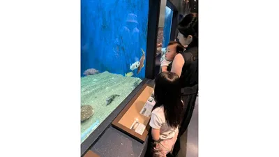 水族館で魚に見入る子どもたち