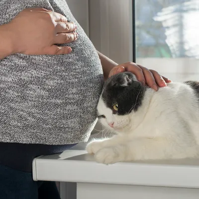 Q.妊娠中に猫や犬、 ペットと一緒に生活する のはやめたほうがよいですか?