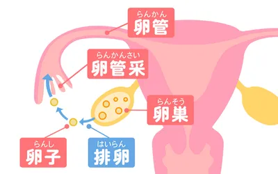 排卵日はいつくるの？予測方法や周期を安定させる方法も解説