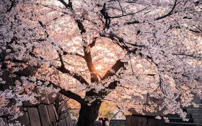 「桜」の意味や由来は?名前に込められる思いや名付けの例を紹介!