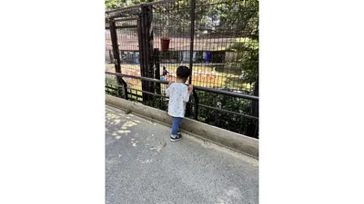 柵ごしに動物をじっと見つめ、色や動きを目で追う子ども