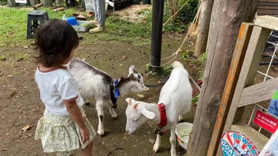 動物の関わりと子どもの発育との関係