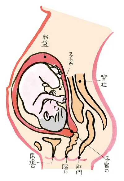 妊娠9か月のママのからだ