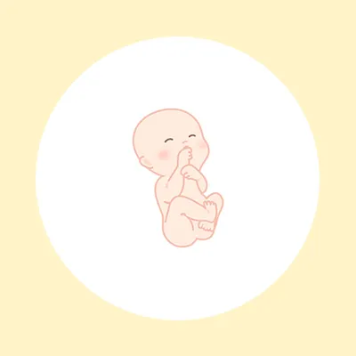 妊娠26週(7ヶ月)の妊婦・胎児の様子|過ごし方や気になる症状