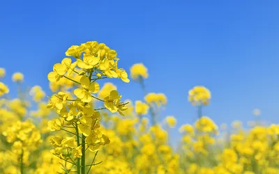 「菜」の意味や由来は?名前に込められる思いや名付けの例を紹介!