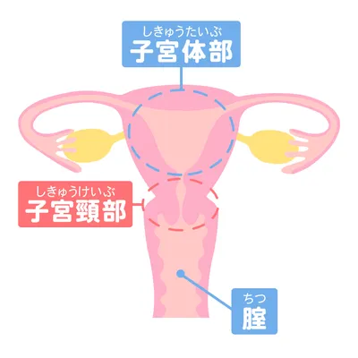 子宮頸がんができる子宮頸部の場所の説明_WEB