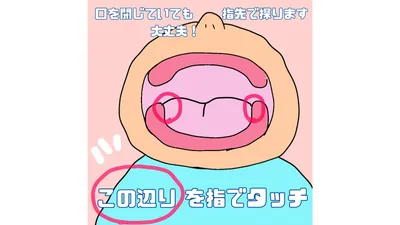 親が口の中の様子を知っておくと、仕上げみがきの練習にもなります
