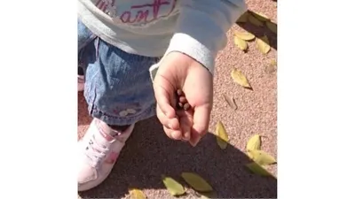 拾い集めたどんぐりを、手のひらにのせて見せてくれる子ども