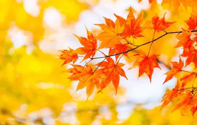 「楓」の意味や由来は?名前に込められる思いや名付けの例を紹介!