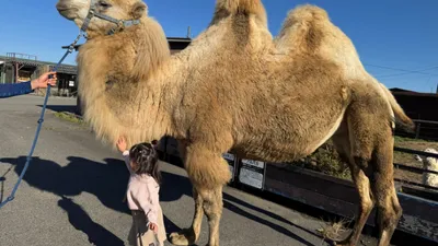 動物の関わりと子どもの発育との関係