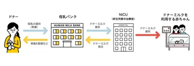 ドナーミルクのフロー
