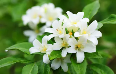 茉莉花(ジャスミン)の花言葉は?
