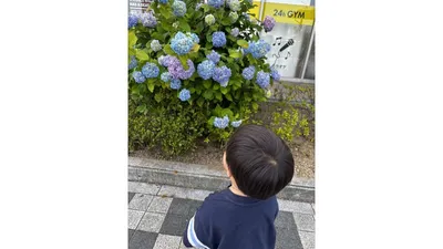 道ばたに咲いたアジサイを、立ち止まってじっと見つめる子ども