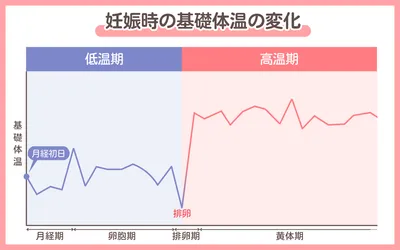 妊娠初期の基礎体温はどう変化する？正しい測り方やよくある症状も解説