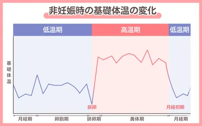 【医師監修】一番妊娠しやすいのは生理後何日目?排卵日の予測方法も解説