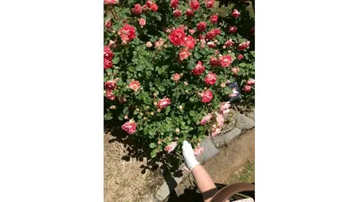 赤ちゃんとのお出かけ先に植物園がおすすめな理由3つ