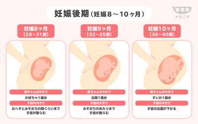 妊娠中のお腹の中はどんな状態?膨らみ方や赤ちゃんの様子も解説