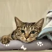 モモ